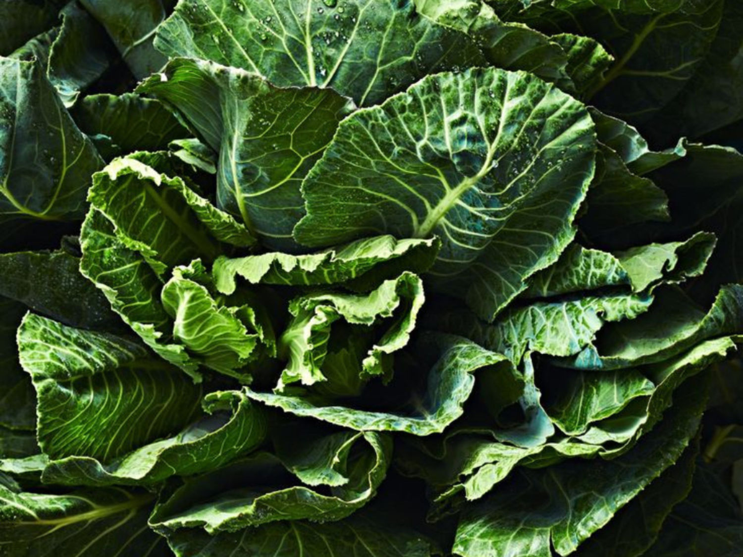 Collard Green Bunch