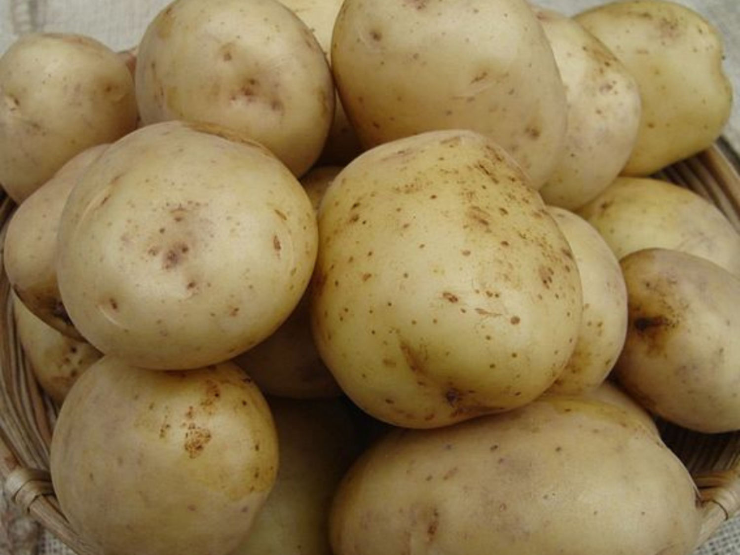 White Potato
