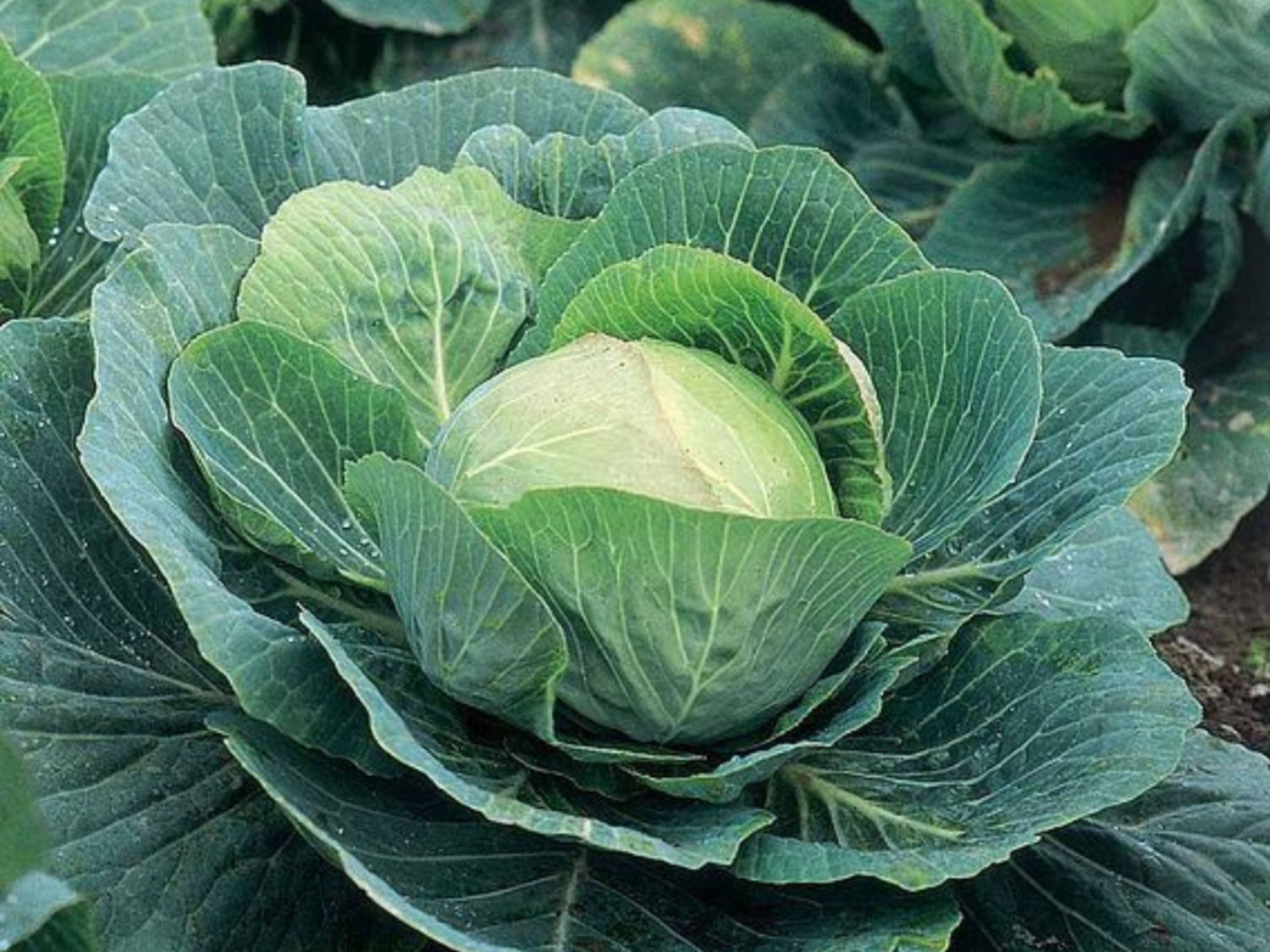 Cabbage
