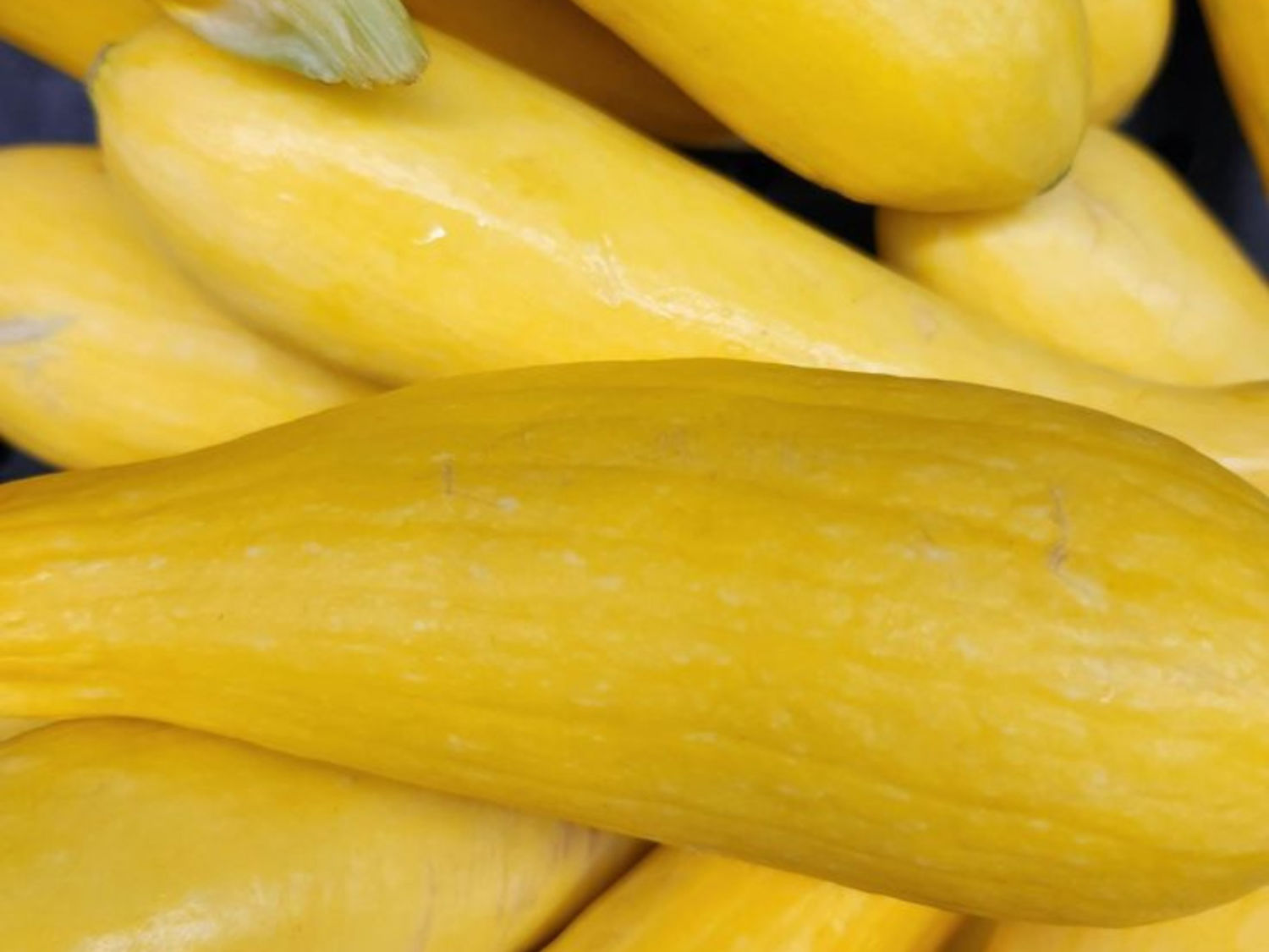 Squash